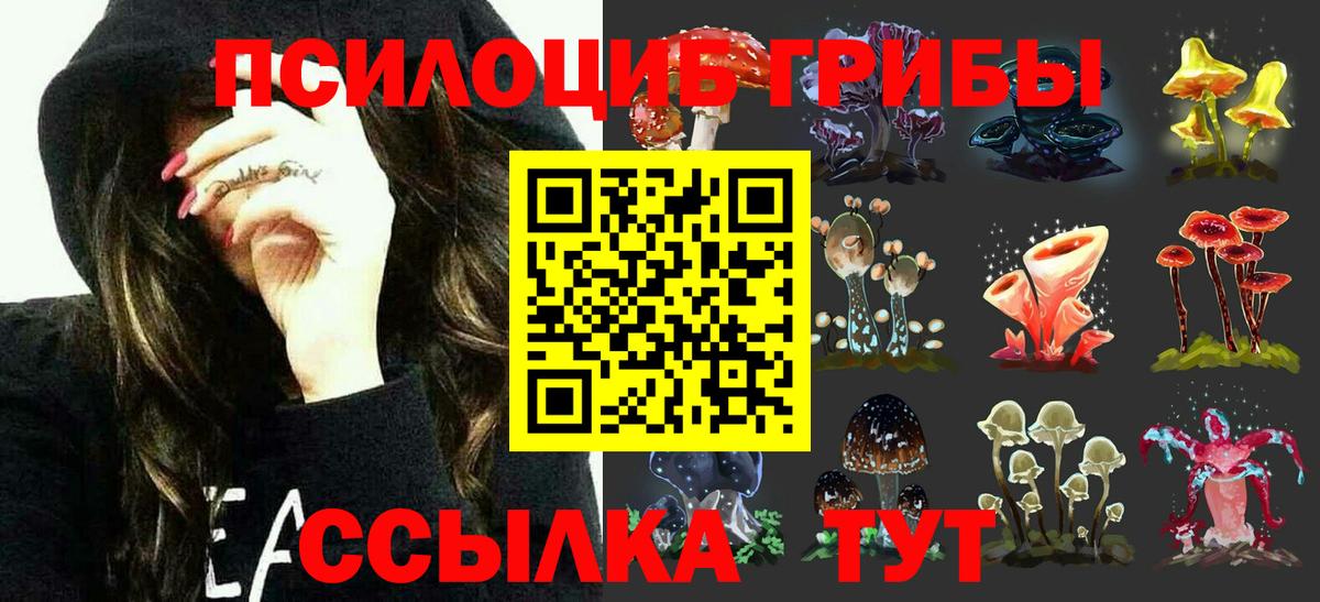 Псилоцибиновые грибы Psilocybe Нальчик